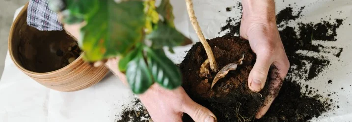 Eine Person topft eine Zimmerpflanze um.